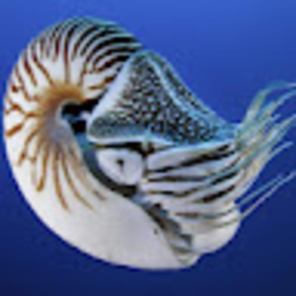 Meet your Posher, Adelaide